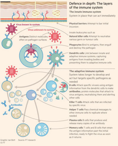 Immune Sysstem