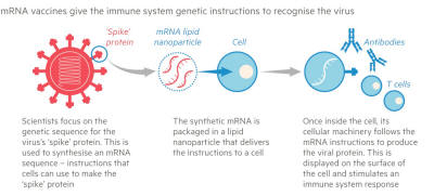 mRNA