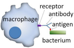 Opsonins